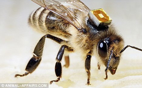 Honeybees Fitted With Microchips To Solve Mystery