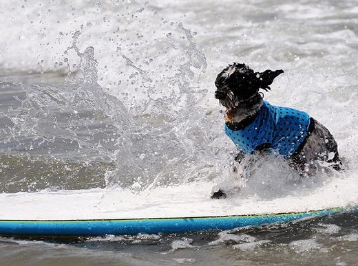 Surfing Goes To The Dogs!