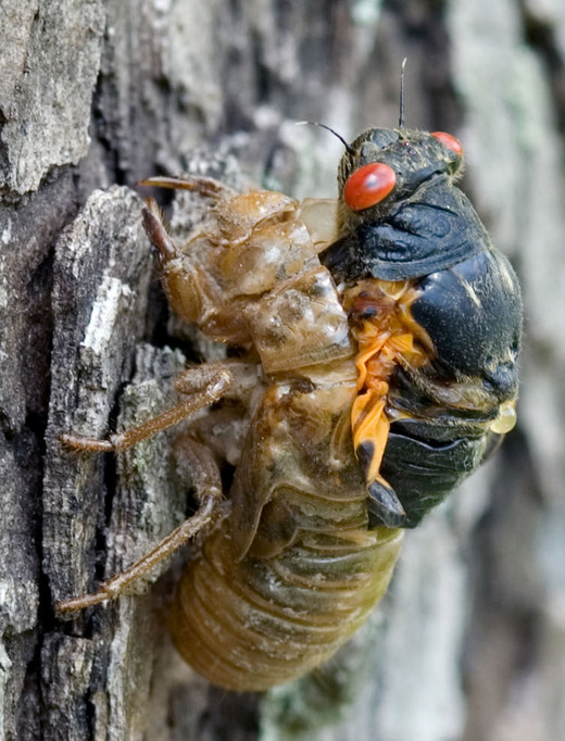 Entrepreneurial Teens