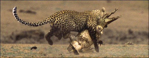 The Leopard Vs. The Crocodile