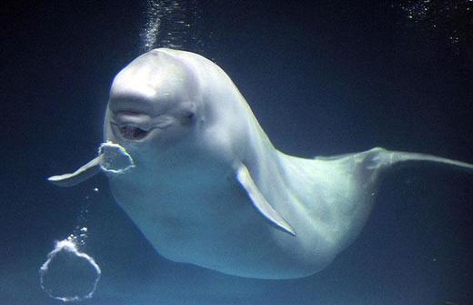 Bubble Blowing Beluga Whales Delight Visitors