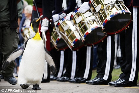 'Sir' Nils Olav - The Knighted Penguin