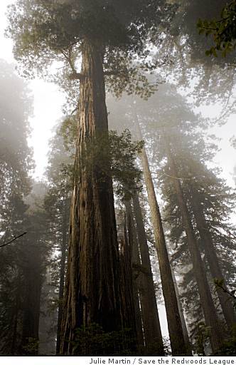 The Location Of the World's Tallest Tree Is A Big Secret