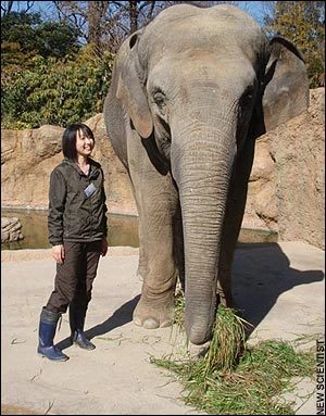 Elephants Are Good At Math