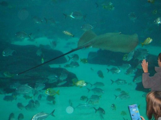 Georgia Aquarium's Newest Resident - A 450 pound Manta Ray!
