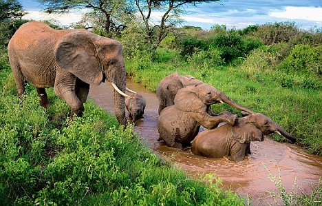 These Nellies Know How To Have Fun