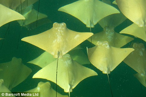 Stingray Migration Captured On Camera