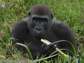Thousands of Endangered Gorillas Found In Africa