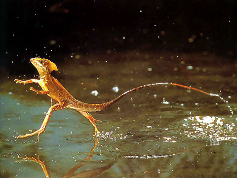 This Lizard Runs On Water - Really!