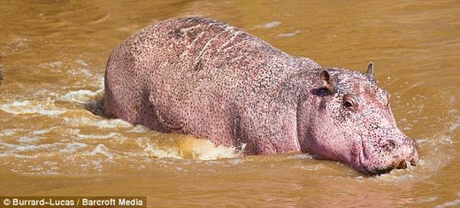 Rare Pink Hippo Spotted In Kenya's Masai Mara