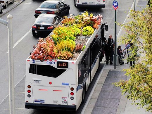 Coming To A Bus Stop Near You - A Rooftop Garden