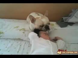 Video Of The Week - French Bulldog's Unusual Headrest