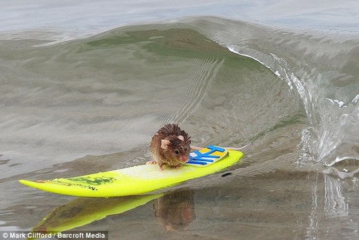 Move Over Chipmunks - Here Come The Surfing Rodents!