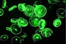 Could Jellyfish Protein Power Nano Medical Devices?