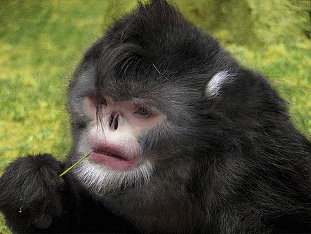 New Species Of 'Sneezing Monkey' Discovered!