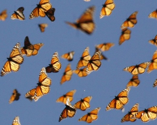 The Fascinating Migration Trek Of Monarch Butterflies