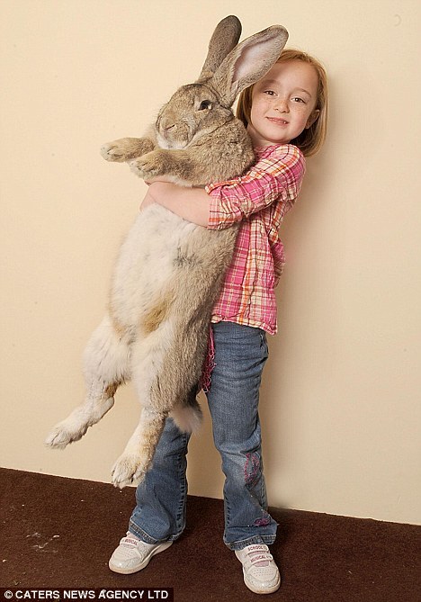 World's Largest Bunny Is 4ft 3inches Tall And Still Growing!