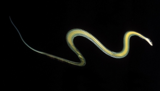 The Secret Behind Asia's Flying Snakes