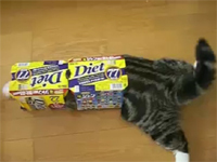 Video Of The Week - Maru, The New Internet Sensation