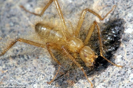 Africa's 'Terrible Hairy Fly' Is Back After 62 Years!