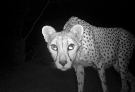 Elusive Saharan Cheetah Caught On Camera