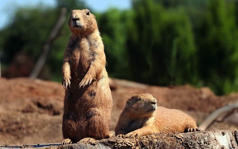 The Secret Language Of Prairie Dogs