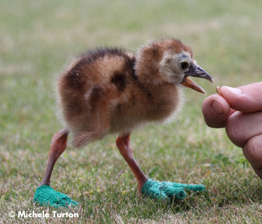 'Green Slippers Please!'