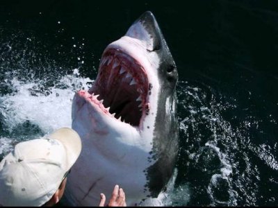 Afraid Of Sharks? Wear Dark Colors!