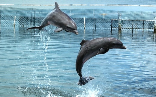 Scientists And Dolphins Learn How To 'Talk' To Each Other