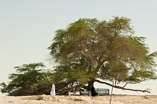 Bahrain's Magical 'Tree Of Life'