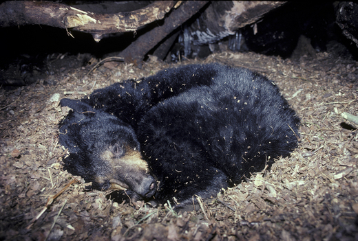 Why Learning To Hibernate Like A Bear Could Come In Handy