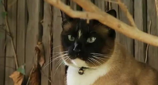 Meet Dusty, California's Famous Cat Burglar