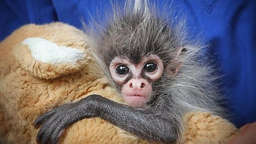 Abandoned Spider Monkey Seeks Solace From Stuffed Animals