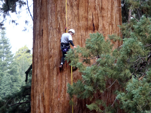 Will Cloning Ancient Trees Help Cleanse Our Planet?