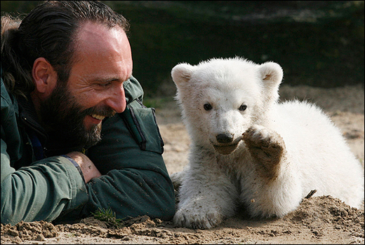 Berlin Zoo's Famous Polar Bear Knut, Is No More!