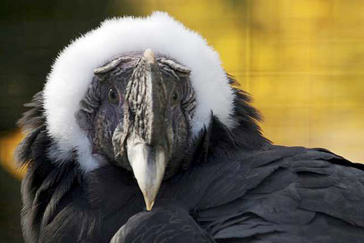 Saving The Andean Condor
