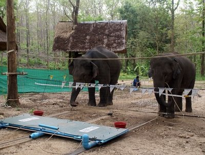 Eureka! Elephants Are Really Smart!