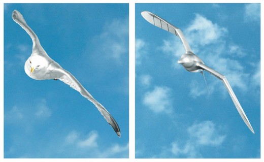 Watch Out For That Seagull - It Could Be A 'SmartBird'