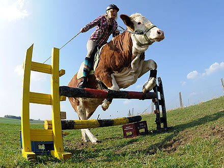 Luna The Galloping . . . . . Cow?