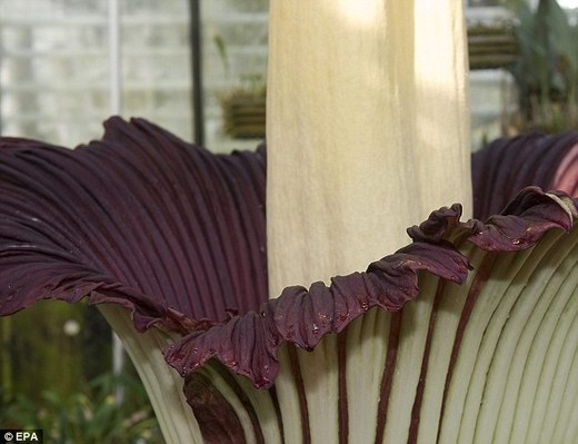Thousands Flock To Get A Whiff Of The World's Stinkiest Flower