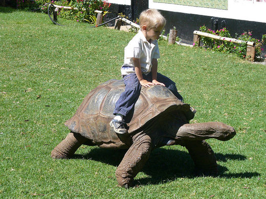 Giant Tortoises Help 'Rewild' Nature Preserve