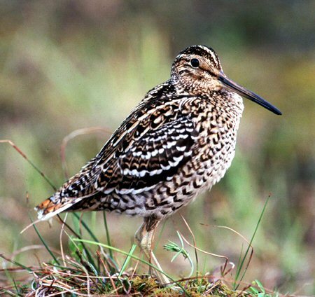 Tiny Shore Bird's Record-Breaking Migration Trek