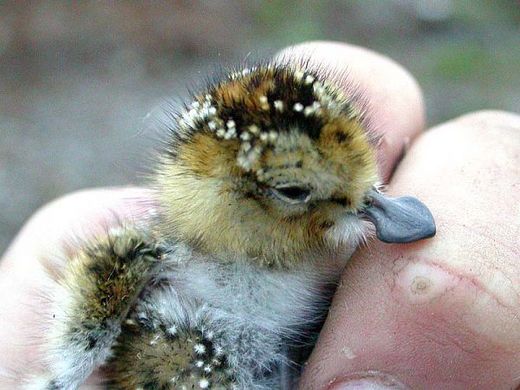 Can Conservationists Save The Spoon-Billed Sandpiper?