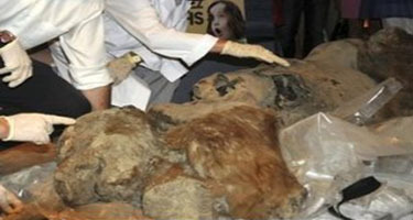 Siberian Baby Mammoth Heads To France