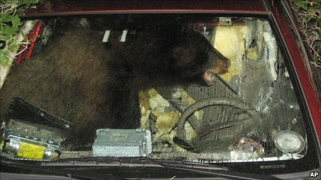 Colorado Bear's Joy Ride