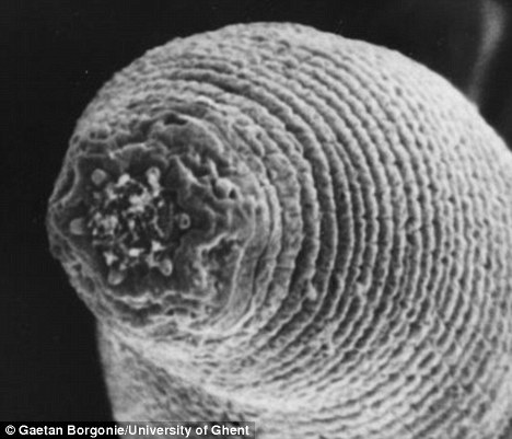 World's Deepest-Living Land Animal Is A . . . . . Ringworm!