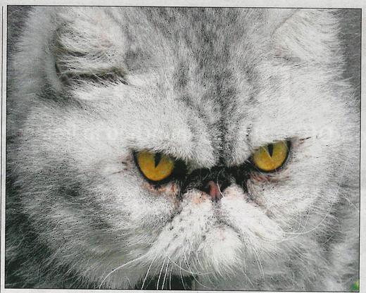 Is This The World's Grumpiest Cat?