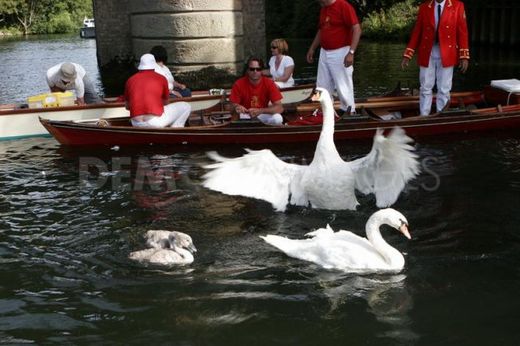 Britain's Royal Swan Uppers Complete Annual Swan Census