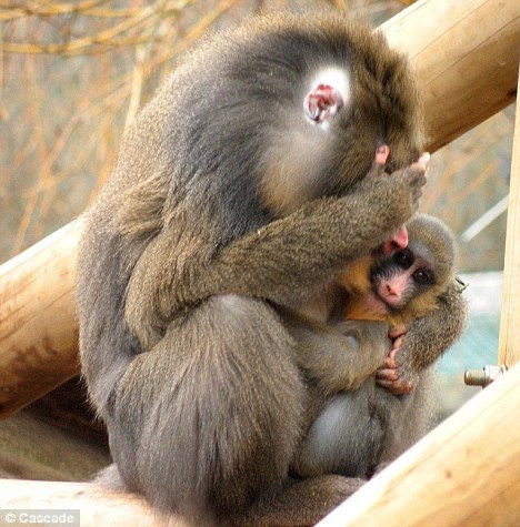 Mandrill Monkey Figures Out How To Get Some Space