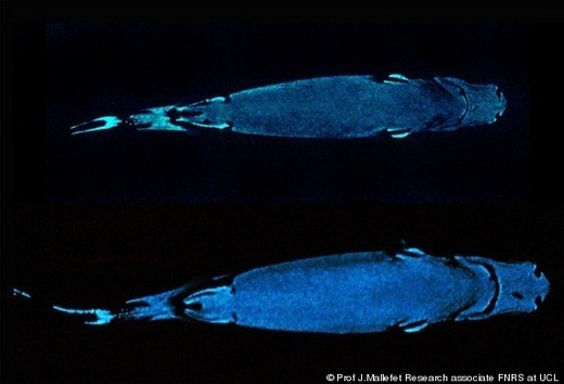 These Sharks Can 'Glow In The Dark' Or 'Disappear' At Will